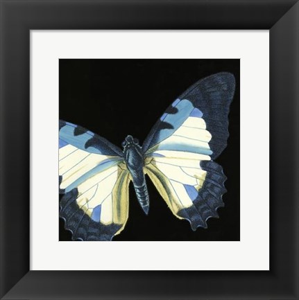 Framed Small Dramatic Butterflies I Print