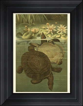 Framed Pond Turtles Print