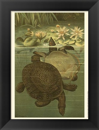 Framed Pond Turtles Print