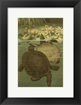 Framed Pond Turtles Print