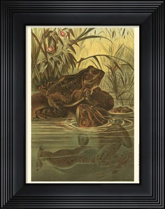 Framed Pond Frogs Print