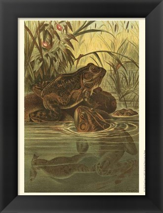 Framed Pond Frogs Print