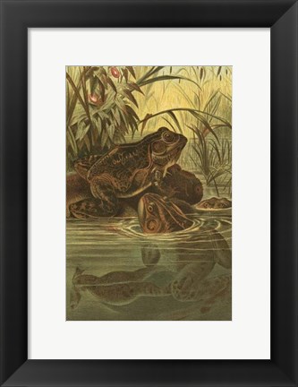 Framed Pond Frogs Print