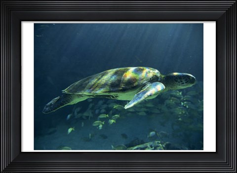Framed Aegean Sea Turtles I Print