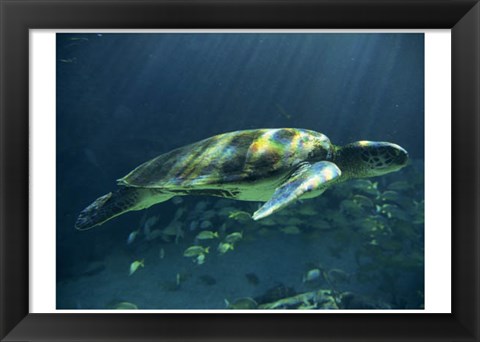 Framed Aegean Sea Turtles I Print