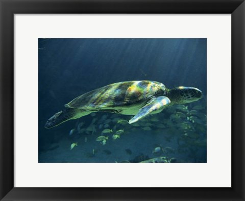 Framed Aegean Sea Turtles I Print