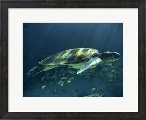 Framed Aegean Sea Turtles I Print