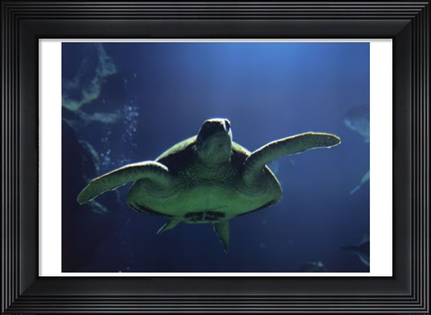 Framed Aegean Sea Turtles II Print