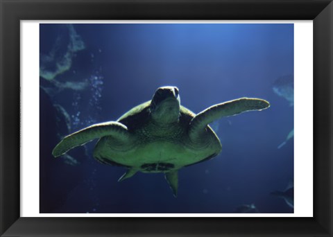 Framed Aegean Sea Turtles II Print