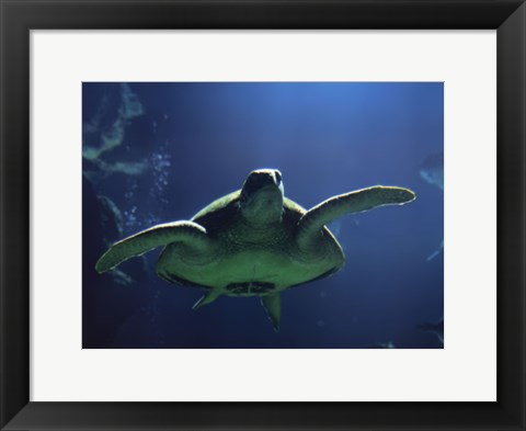 Framed Aegean Sea Turtles II Print