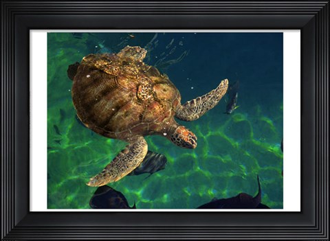 Framed Aegean Sea Turtles III Print