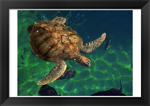 Framed Aegean Sea Turtles III Print