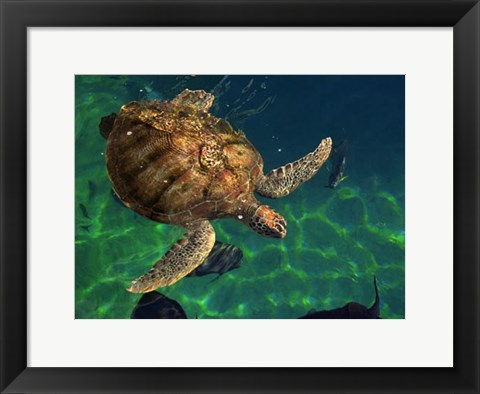 Framed Aegean Sea Turtles III Print