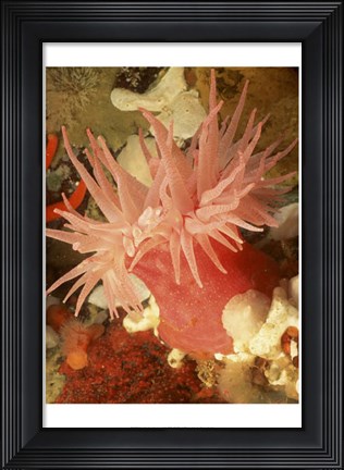 Framed Graphic Sea Anemone I Print