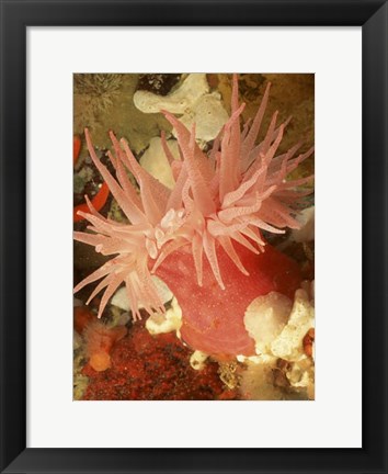 Framed Graphic Sea Anemone I Print