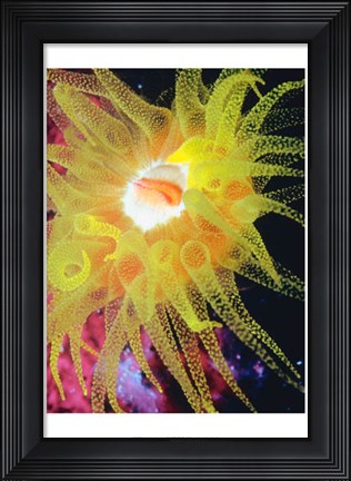 Framed Graphic Sea Anemone II Print