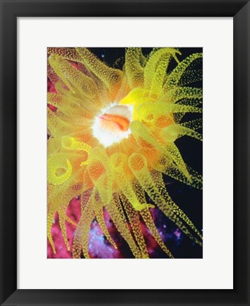 Framed Graphic Sea Anemone II Print