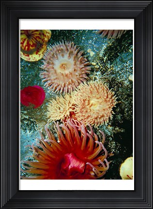 Framed Graphic Sea Anemone III Print