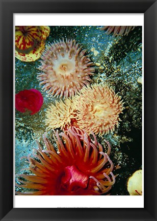 Framed Graphic Sea Anemone III Print