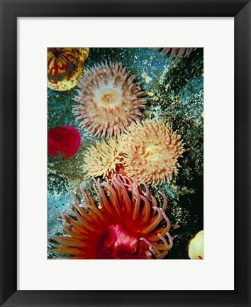 Framed Graphic Sea Anemone III Print