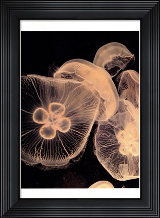 Framed Graphic Jellyfish I Print