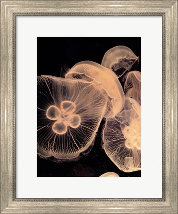 Framed Graphic Jellyfish I Print