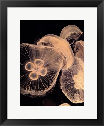 Framed Graphic Jellyfish I Print