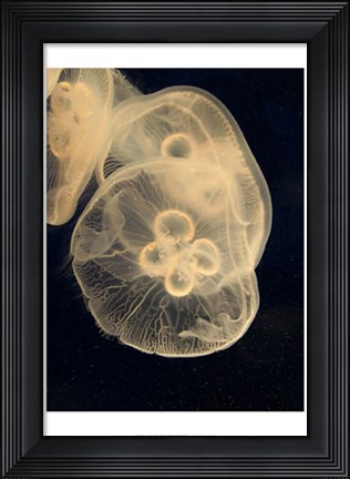 Framed Graphic Jellyfish II Print