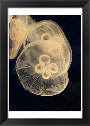 Framed Graphic Jellyfish II Print