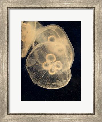 Framed Graphic Jellyfish II Print