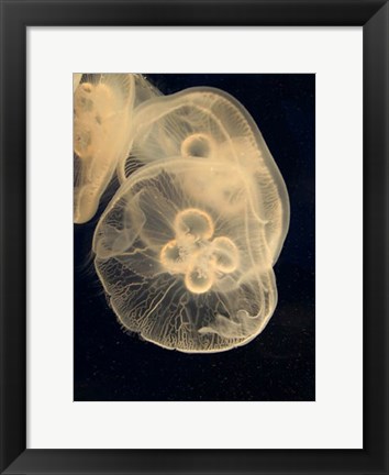 Framed Graphic Jellyfish II Print