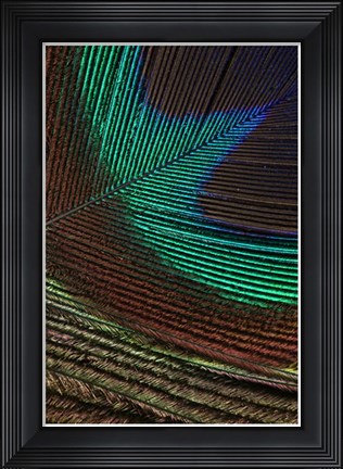 Framed Peacock Feathers I Print