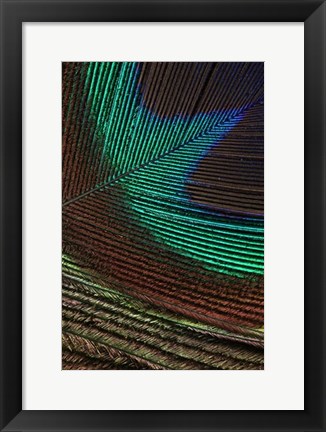 Framed Peacock Feathers I Print