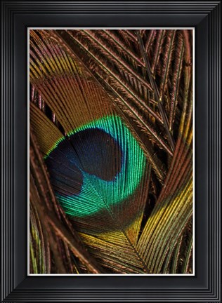 Framed Peacock Feathers II Print