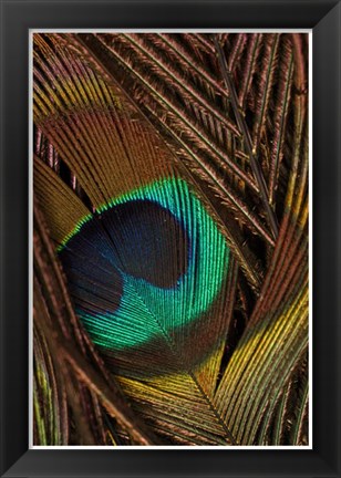 Framed Peacock Feathers II Print