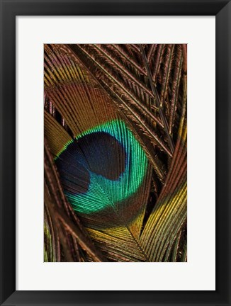 Framed Peacock Feathers II Print