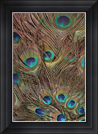 Framed Peacock Feathers III Print