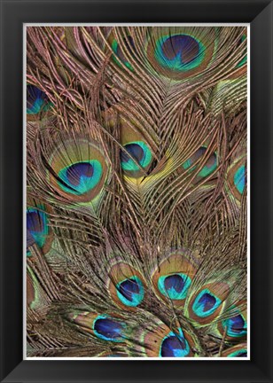 Framed Peacock Feathers III Print