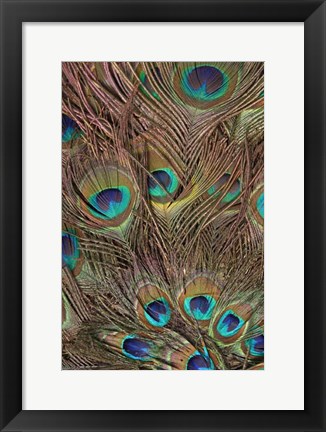 Framed Peacock Feathers III Print