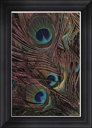 Framed Peacock Feathers IV Print