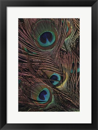 Framed Peacock Feathers IV Print