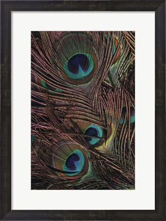 Framed Peacock Feathers IV Print