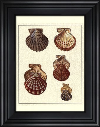 Framed Crackled Antique Shells I Print