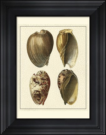 Framed Crackled Antique Shells II Print