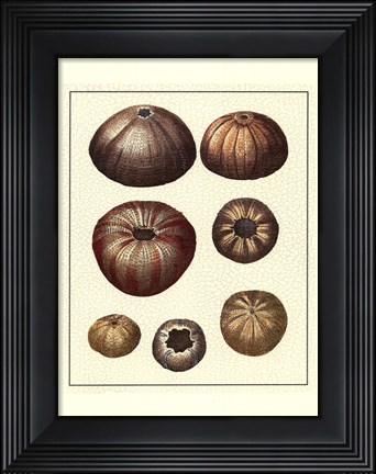 Framed Crackled Antique Shells III Print