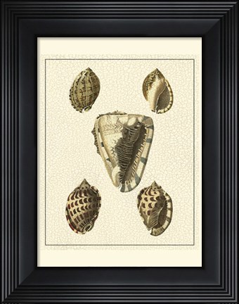 Framed Crackled Antique Shells IV Print