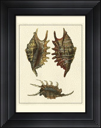 Framed Crackled Antique Shells V Print