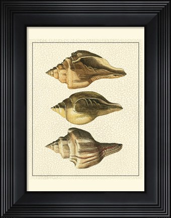 Framed Crackled Antique Shells VI Print