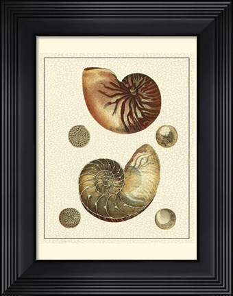 Framed Crackled Antique Shells VII Print