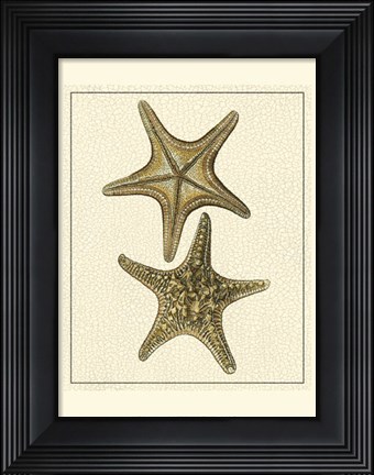 Framed Crackled Antique Shells VIII Print